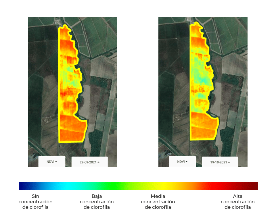 Ejemplo de Aplicación NDVI - Visualización comparativa del vigor vegetal a lo largo del tiempo